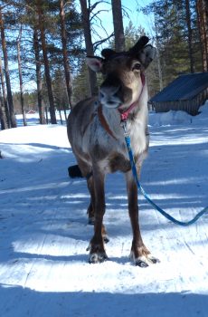 Emeritus in April 2018, just after his arrival to our Reindeer Sleigh School.