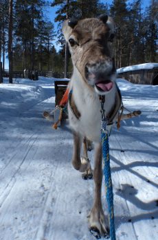 Rekikoululaiset ovat tällaisia tenavia. Kieltä näyttävät, kun koitat asiallisesti opettaa :) Tässä Juovaselkä tokaluokkalaisena.