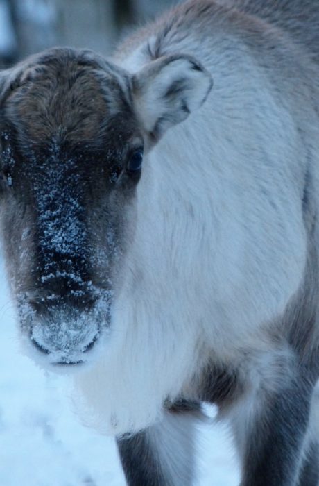 Jomppa helmikuussa 2019