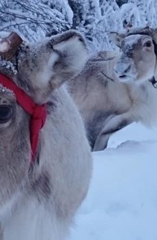 The second grade students start their school year memorizing what they have learned in previous year. These boys know how to walk on a leash but still they like to jump off the road a few times.
