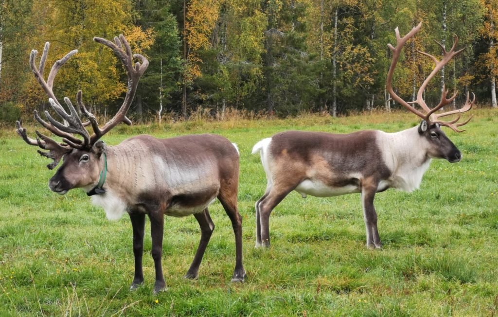 are-santa-s-reindeer-females-reindeer-journey