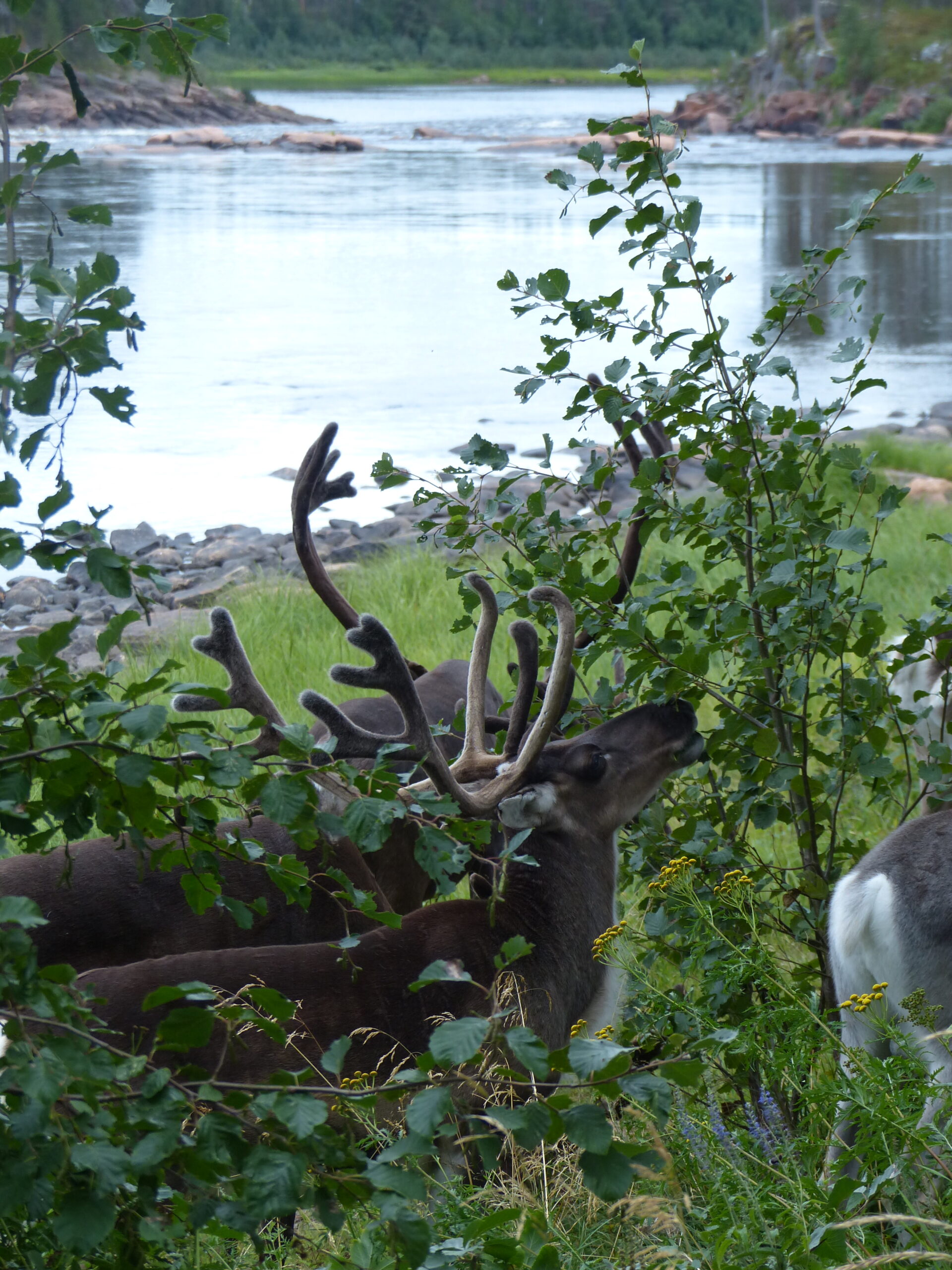 summer reindeer along the river Ounasjoki