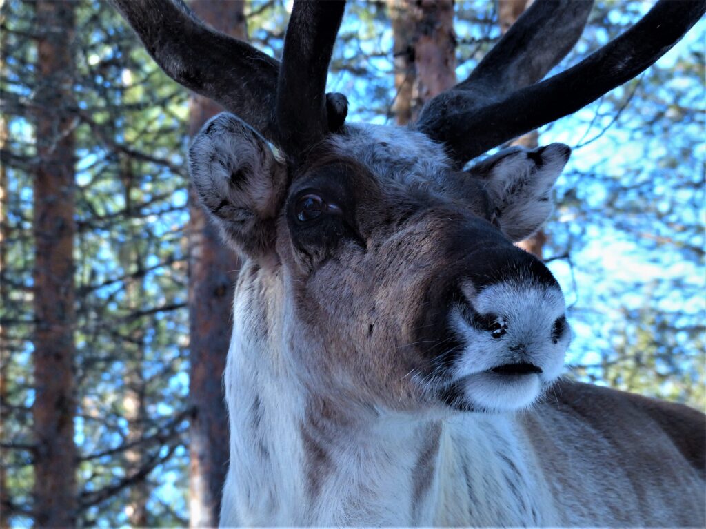 Vasen linnunvarpaalla pykälä päällä, oikea poikki